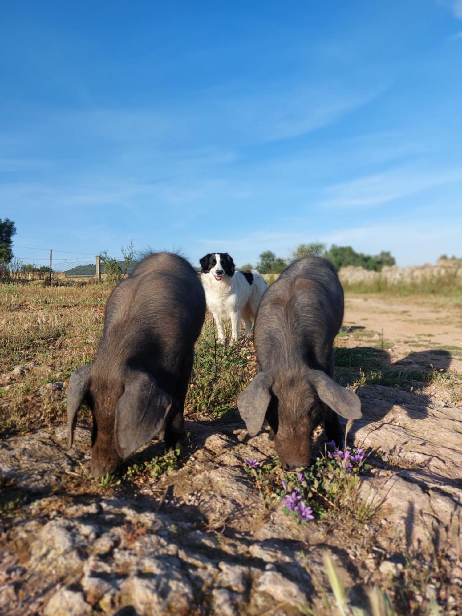 Finca Sa Cova Vella 马纳科尔 外观 照片
