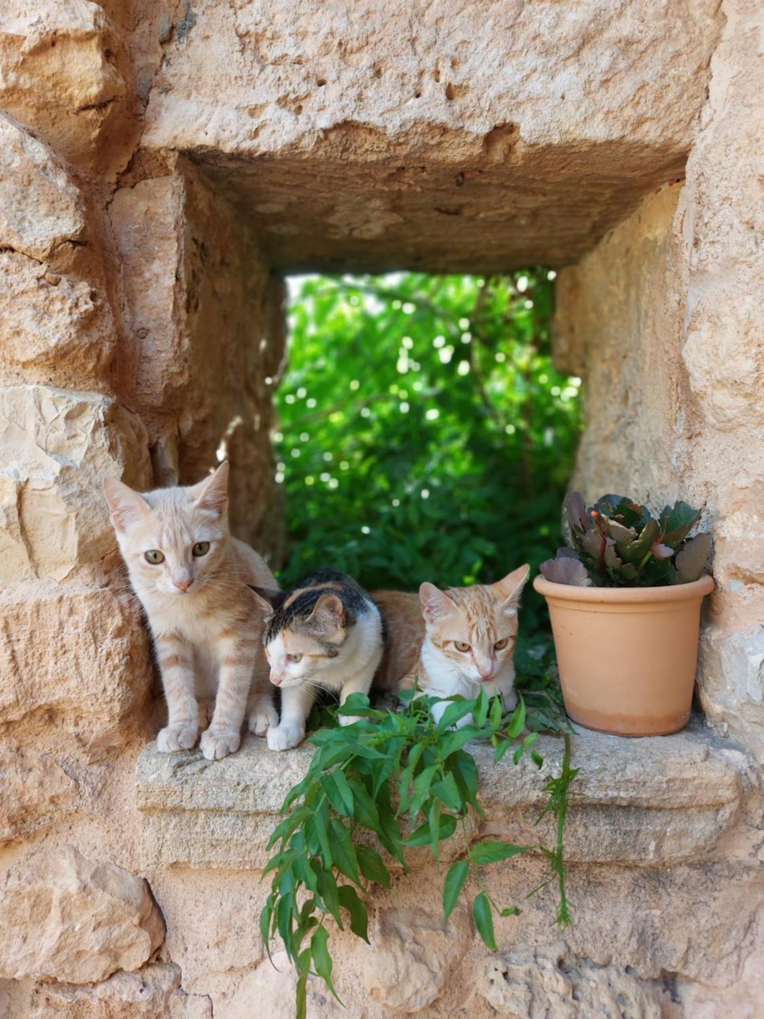 Finca Sa Cova Vella 马纳科尔 外观 照片