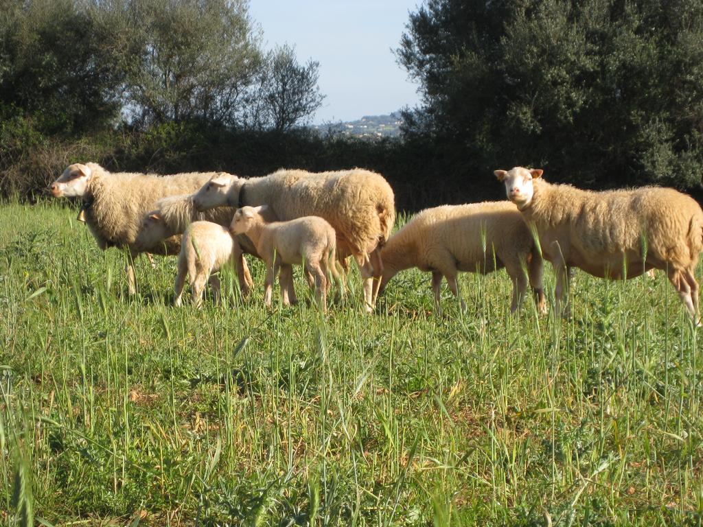 Finca Sa Cova Vella 马纳科尔 外观 照片